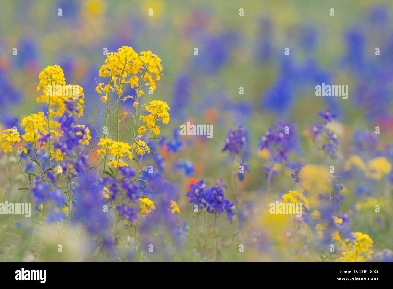 USA, Staat Washington. Yellow Western Wallflower (Erysimum capitatum) und Rockslide Larkspur (Delphinium glareosum) bei der Olympiamannskamm Stockfoto