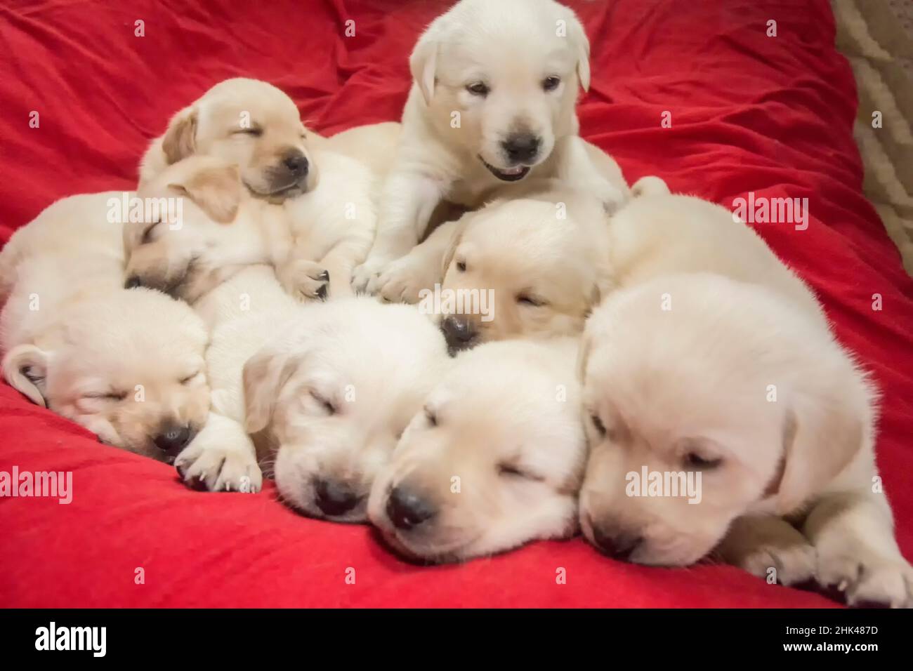 Wurf von einem Monat alten gelben Labrador Welpen. (PR) Stockfoto