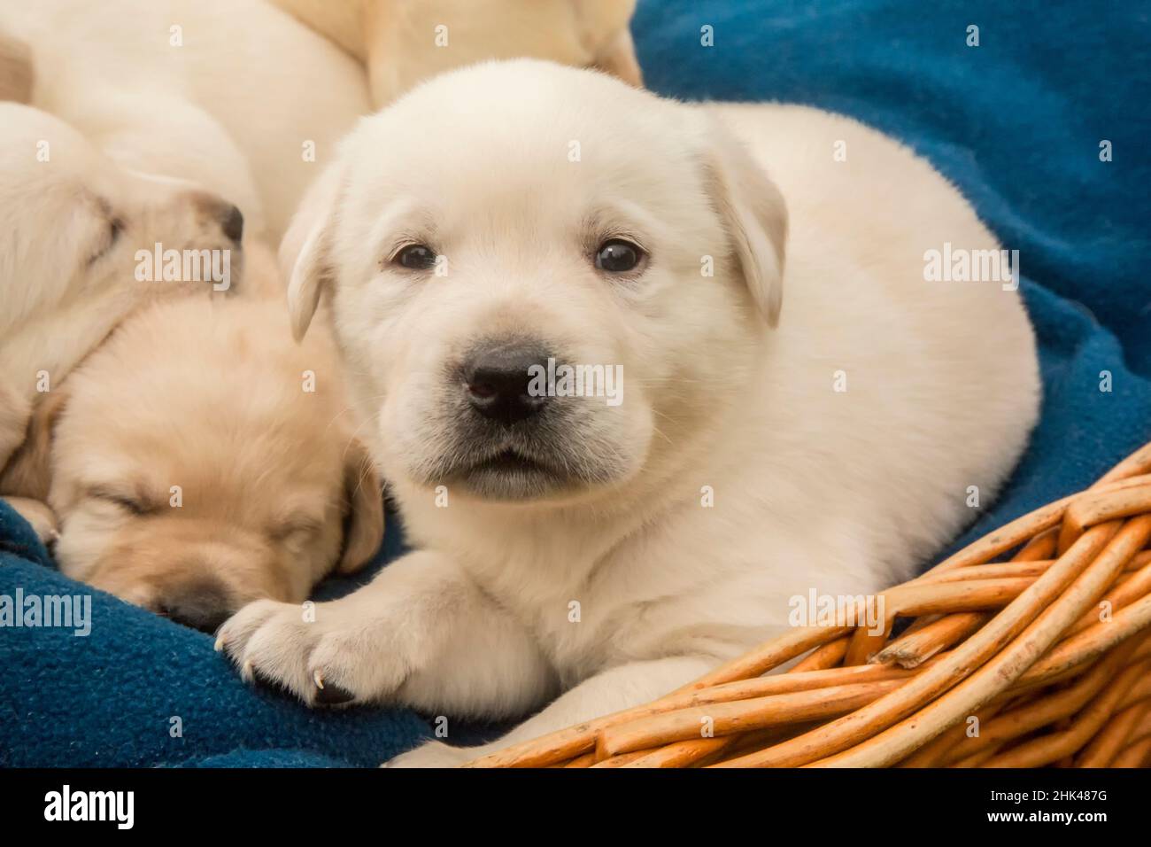 Wurf von einem Monat alten gelben Labrador Welpen. (PR) Stockfoto