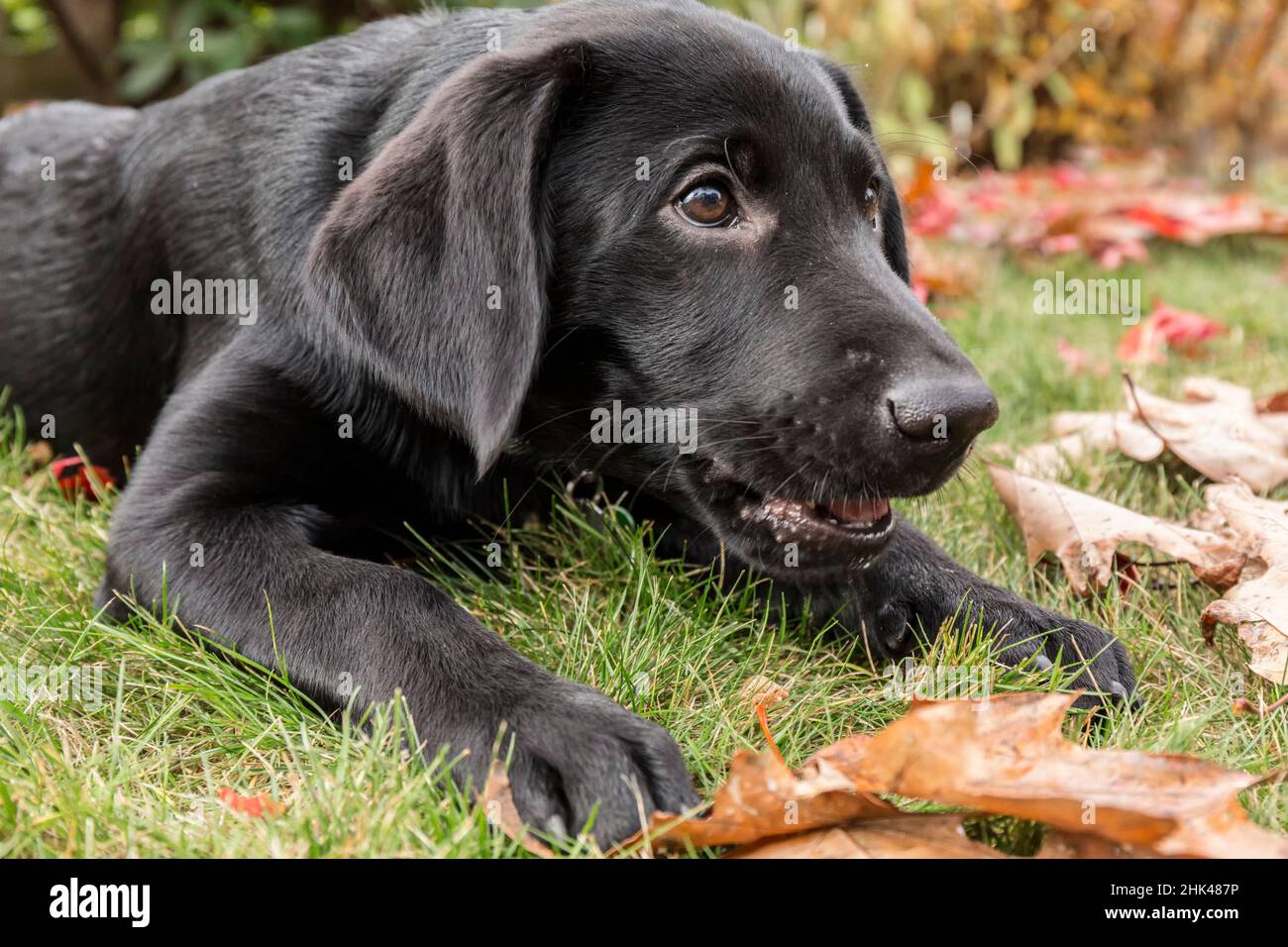 Bellevue, Staat Washington, USA. Porträt eines drei Monate alten schwarzen Labrador Retriever Welpen an einem Herbsttag, der einen 'eigenen' und 'tay' Befehl praktiziert. Stockfoto