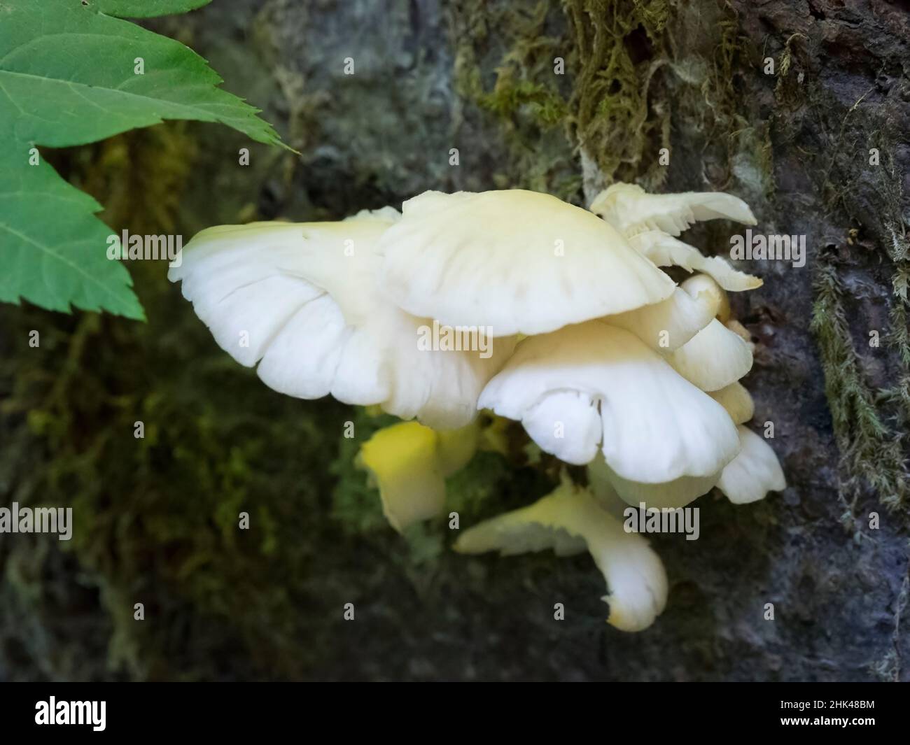 USA, Staat Washington. Zentrale Kaskaden, mycena alba Pilz (weiße Haube). Stockfoto