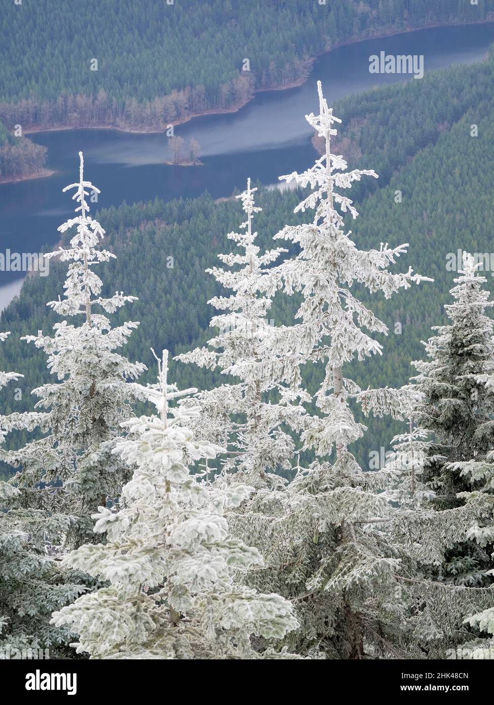 USA, Staat Washington. Zentrale Kaskaden, frostbedeckte Tannenbäume. Stockfoto
