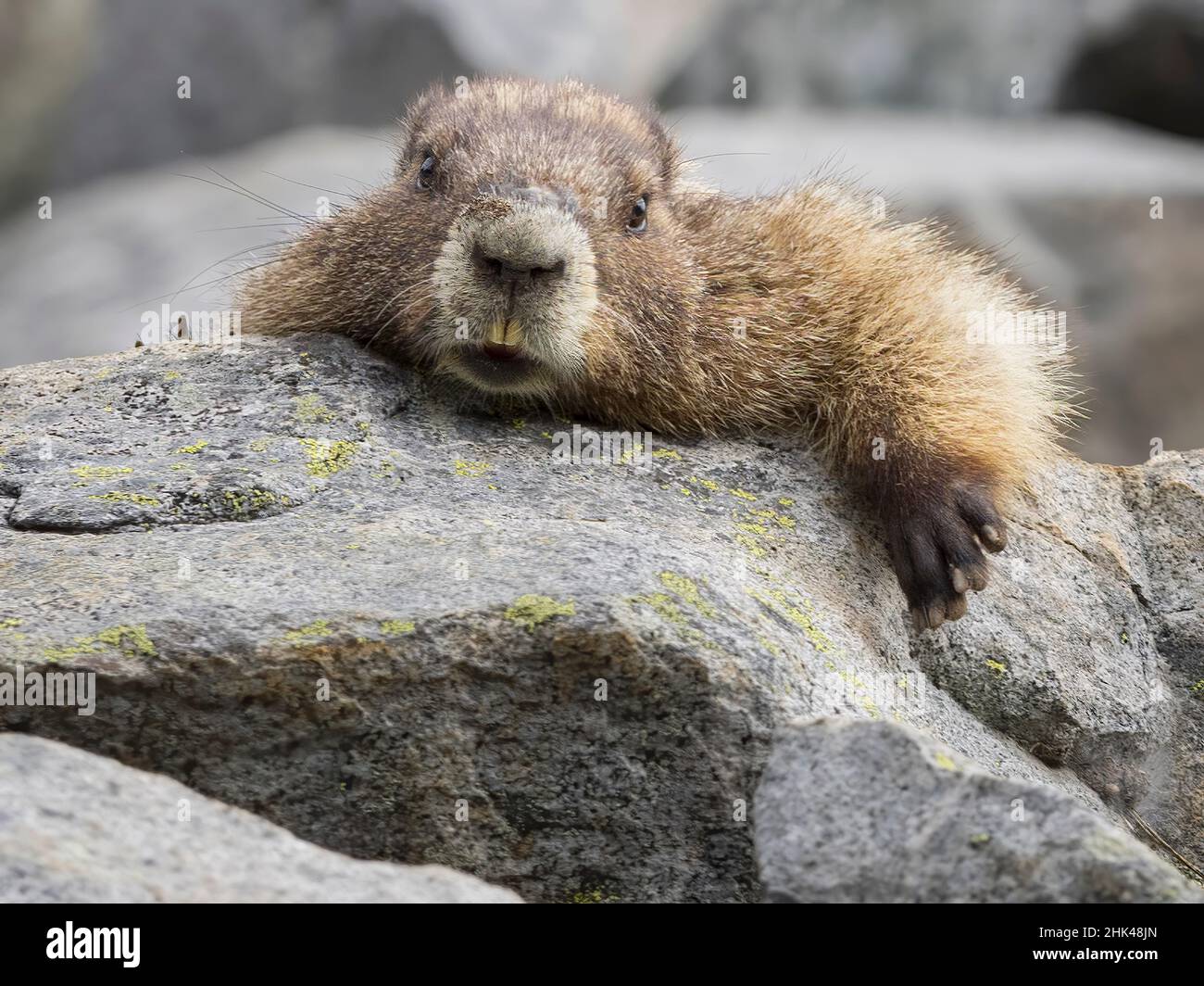 WA, Mount Rainier National Park, Hoary Marmot (Marmota caligata) Stockfoto