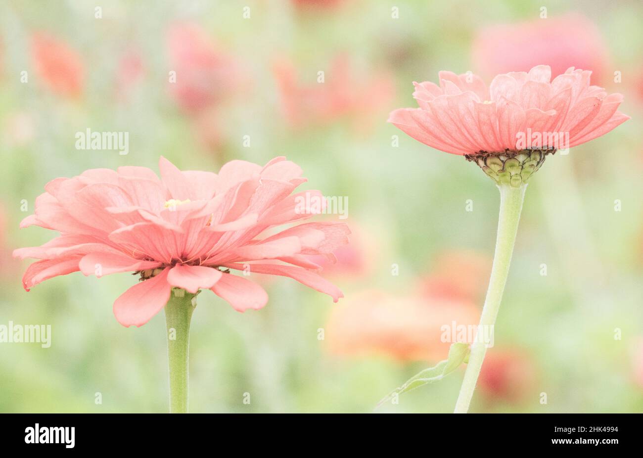 USA, Washington State, Oakville, Pacific Northwest Zinnia Flower Stockfoto