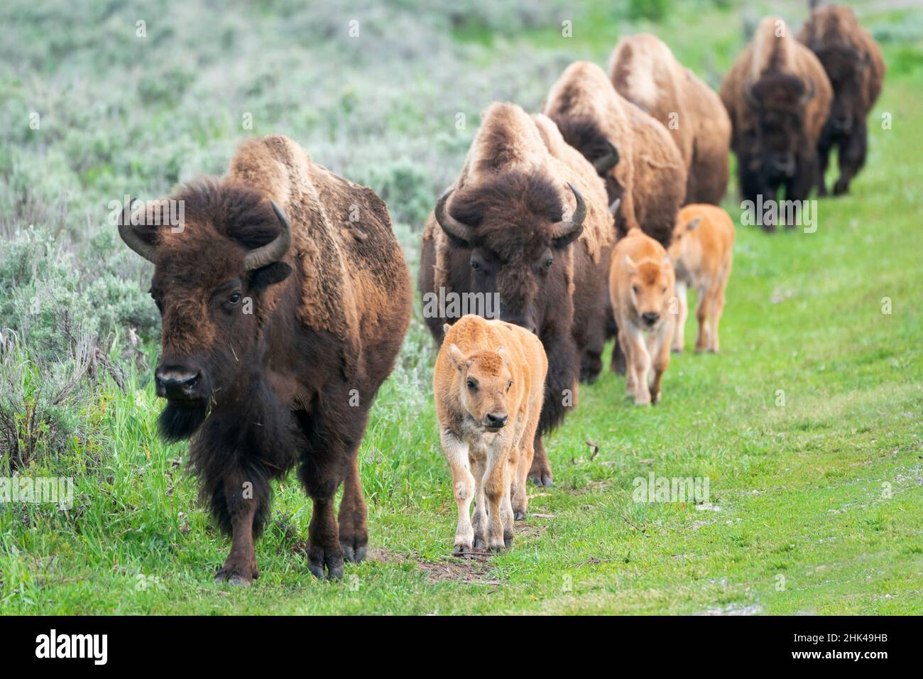 Yellowstone-Nationalpark. Eine Gruppe von Bisonkühen mit ihren Kälbern bewegt sich in einer langen Reihe. Stockfoto