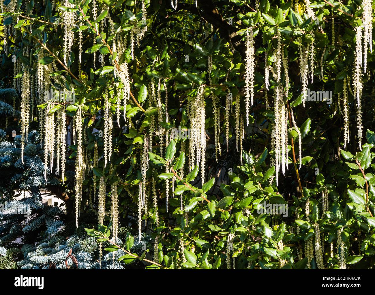 Ein Garrya Elliptica James Dach oder Silk-Tassel Bush, wächst in einem Country Garden. Stockfoto