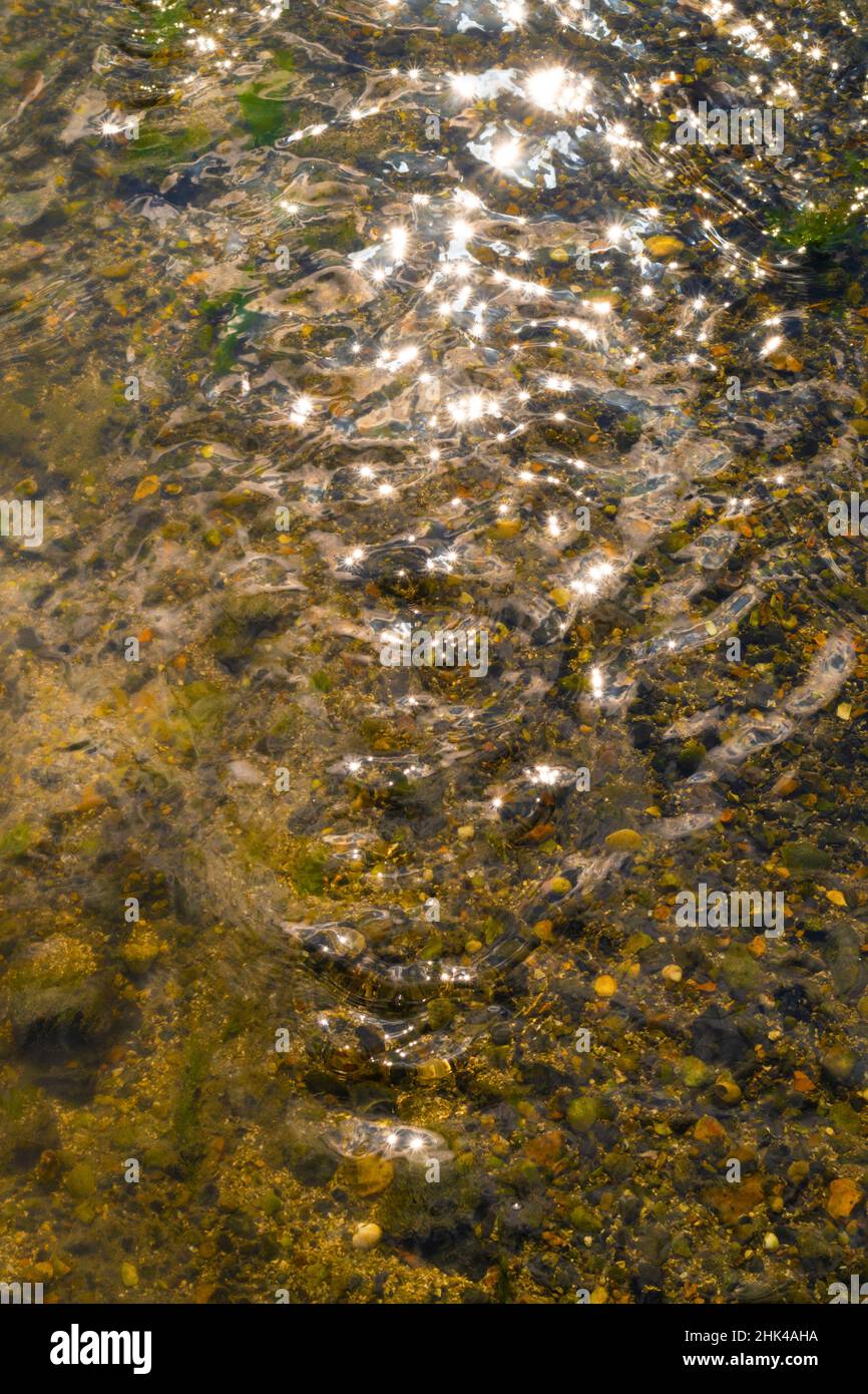 Meeresboden bei Ebbe, klares Wasser, das über Herzmuscheln, Muscheln und Steine mit Funkeln läuft Stockfoto