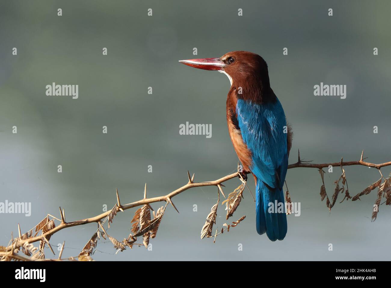 Weißkehlenfischer (Halcyon smyrnensis). Stockfoto