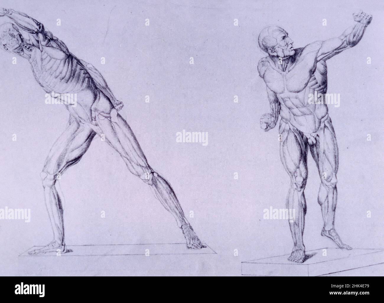 Anatomische Zeichnungen des französischen Künstlers Alphonse Perrin, 1900s Stockfoto
