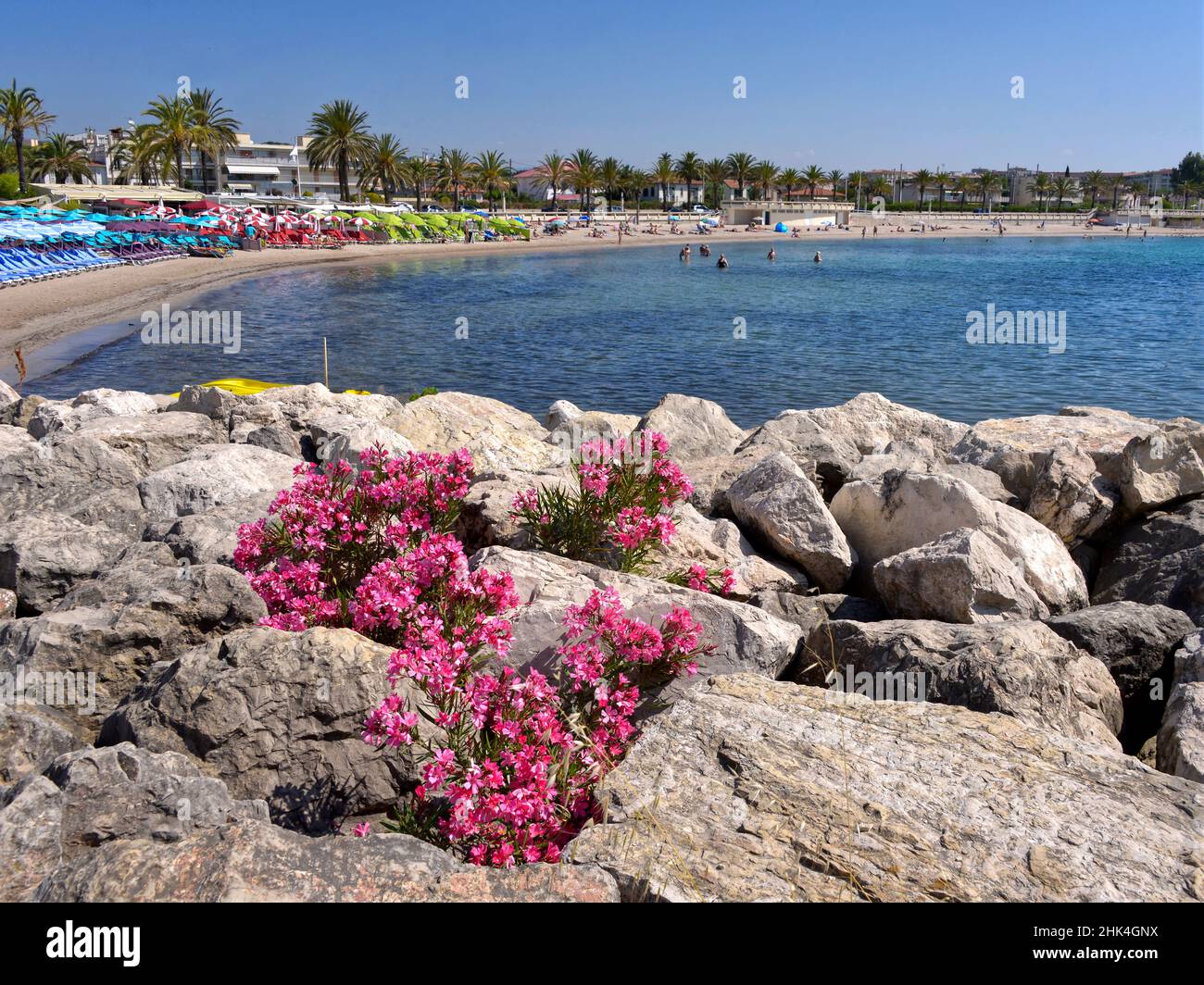 Strand und rosa Oleander blühen auf Felsen bei Golfe Juan, einer Gemeinde des Departements Alpes-Maritimes, das wiederum zur Provence in Frankreich gehört Stockfoto