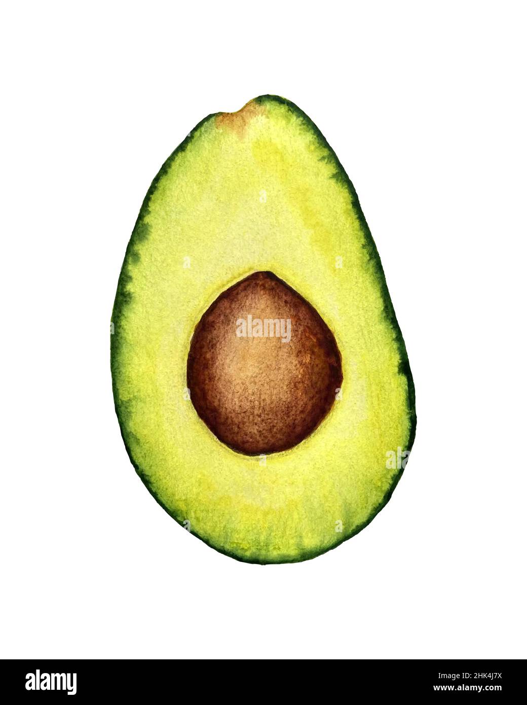 Avocado Aquarellvektor gezeichnete Zeichnung, Schnitt Avocado Scheibe und Mutter. Isolierter, weißer Hintergrund. Vektorgrafik Stock Vektor