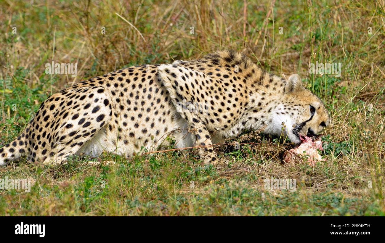 Profil Afrikanischer Gepard (Acinonyx jubatus) beim Essen eines Fleisches Stockfoto