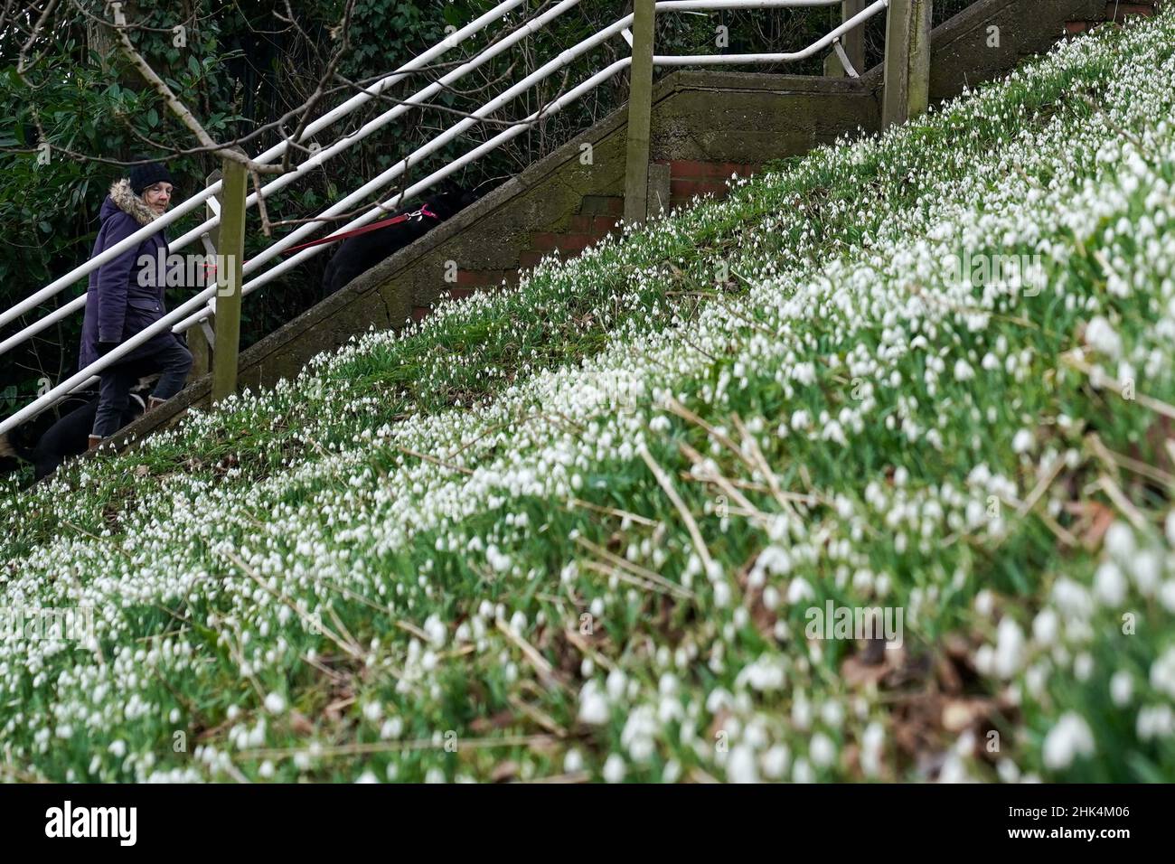 Menschen, die mit ihren Hunden spazieren, passieren die ersten Schneeglöckchen der Saison im St. Nicholkpark in Warwick. Bilddatum: Mittwoch, 2. Februar 2022. Stockfoto