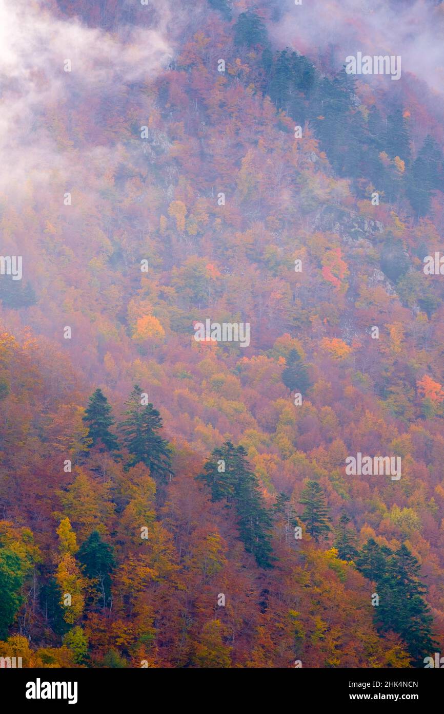Bunte Mischwälder im Herbst. Naturpark Montseny. Katalonien. Spanien. Stockfoto