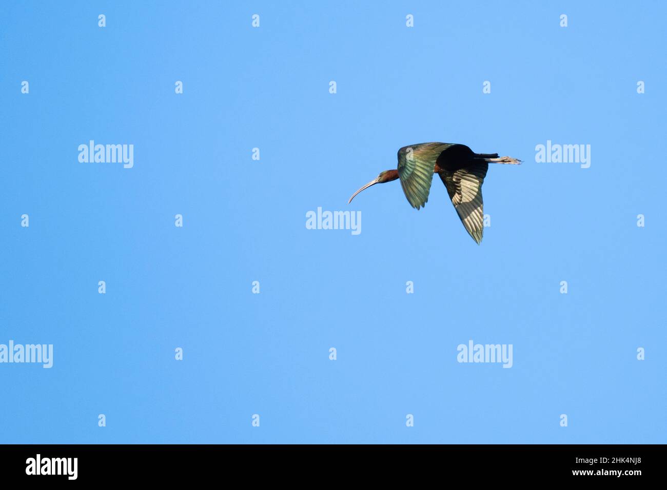 Hochglanz-Ibis (Plegadis falcinellus) im Flug. Naturpark Ebro Delta. Katalonien. Spanien. Stockfoto