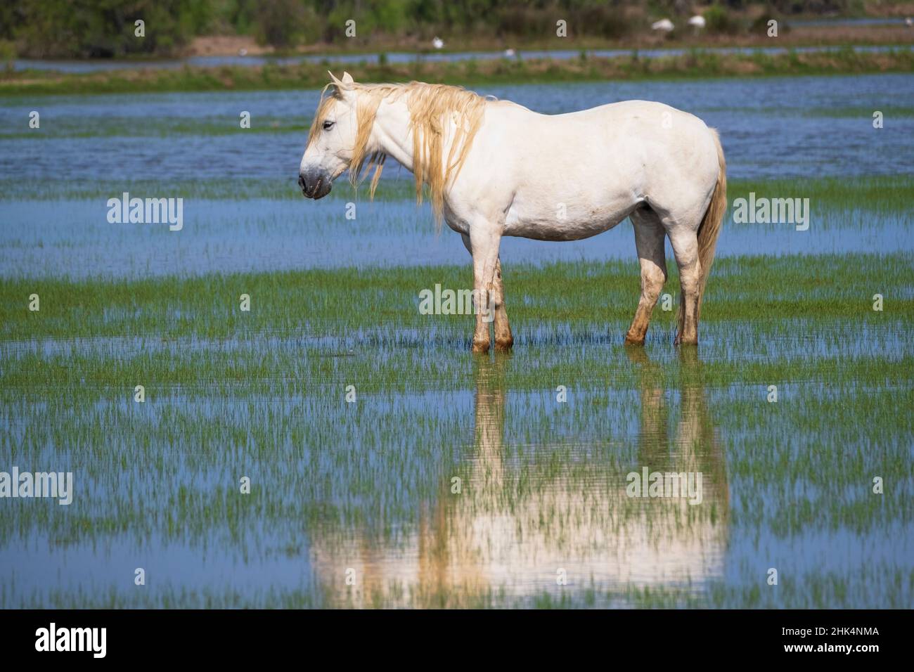 Ein weißes Pferd in der Alfacada Lagune. Diese Lagune ist einer der wichtigsten Orte für Nistvögel im Delta. Naturpark Ebro Delta. Catalon Stockfoto