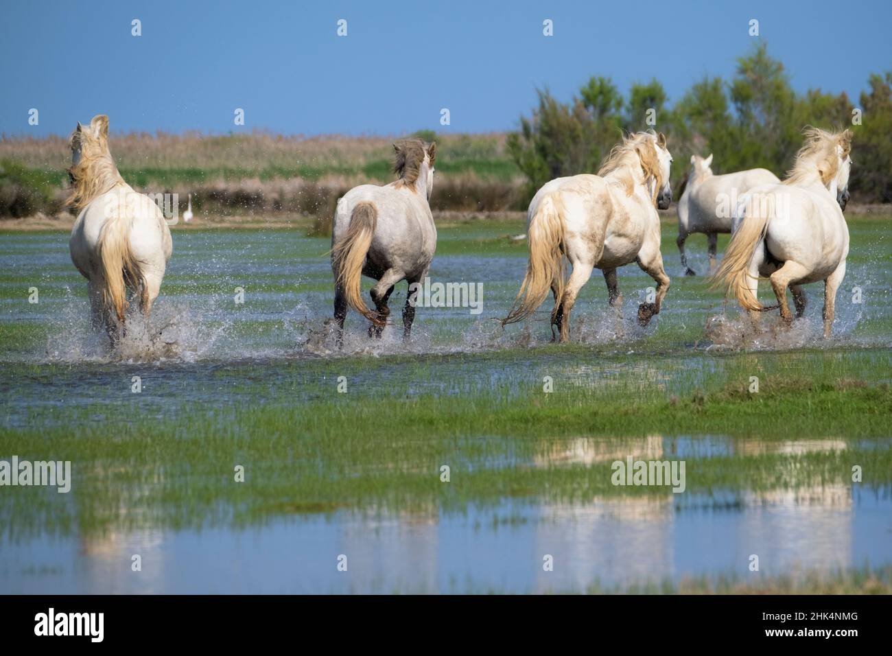 Eine Gruppe von weißen Pferden läuft in der Alfacada Lagune. Diese Lagune ist einer der wichtigsten Orte für Nistvögel im Delta. Ebro Delta Natural Stockfoto