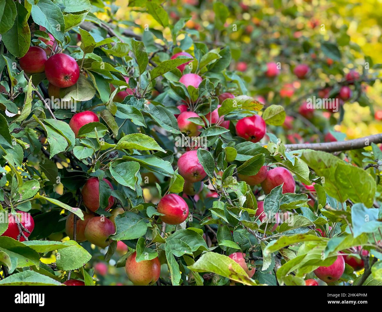 Apfelbaum mit Früchten im Garten Stockfoto