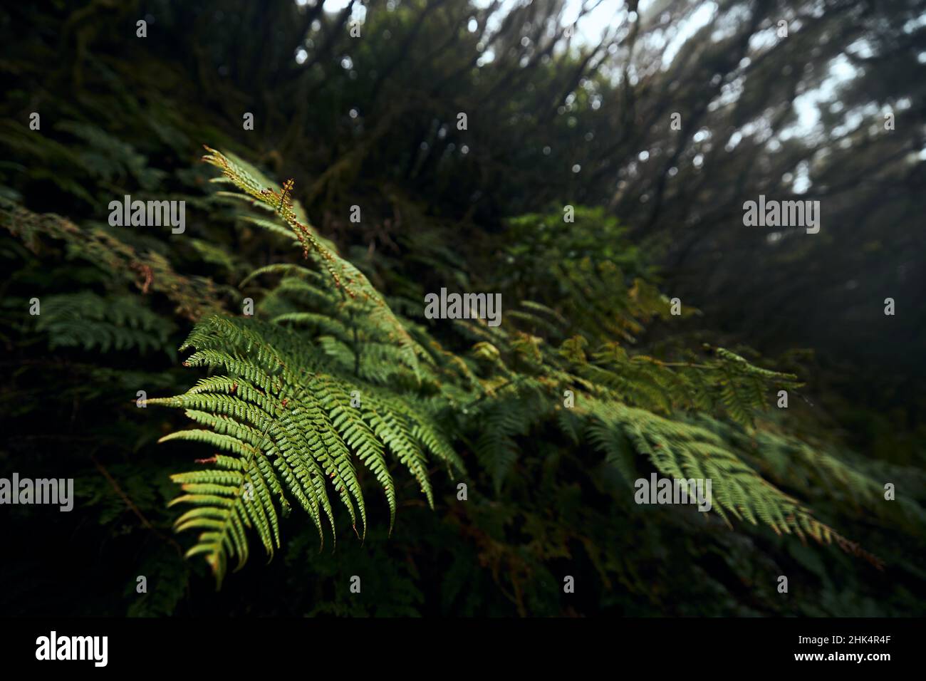Selektiver Fokus auf Farnblätter in geheimnisvollen Nebelwäldern. Anaga Nationalpark auf Teneriffa, Spanien. Stockfoto