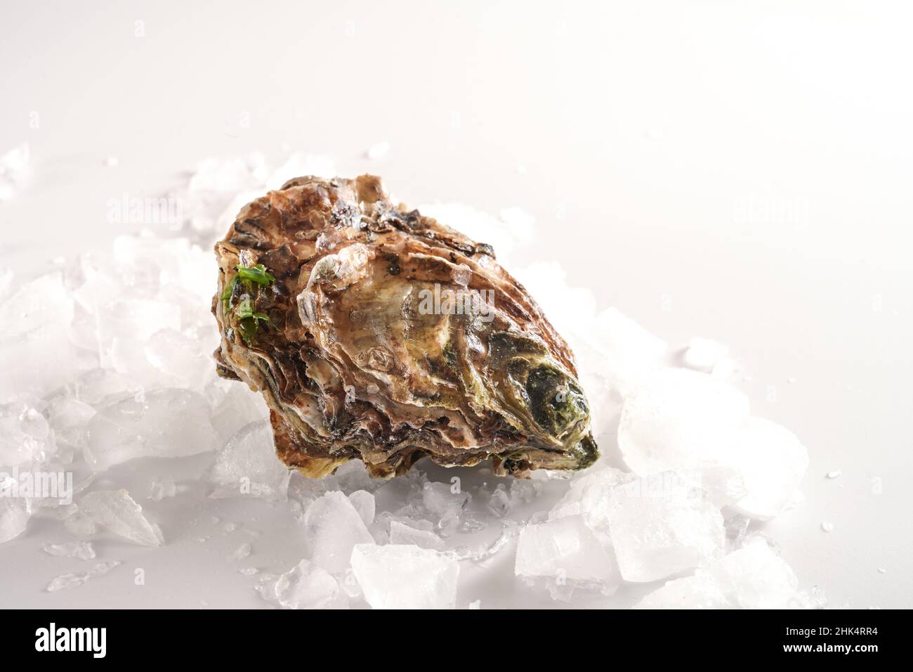 Geschlossene Auster auf zerkleinertem Eis, frisch vom Fischmarkt, heller Hintergrund mit Kopierbereich, ausgewählter Fokus, enge Schärfentiefe Stockfoto