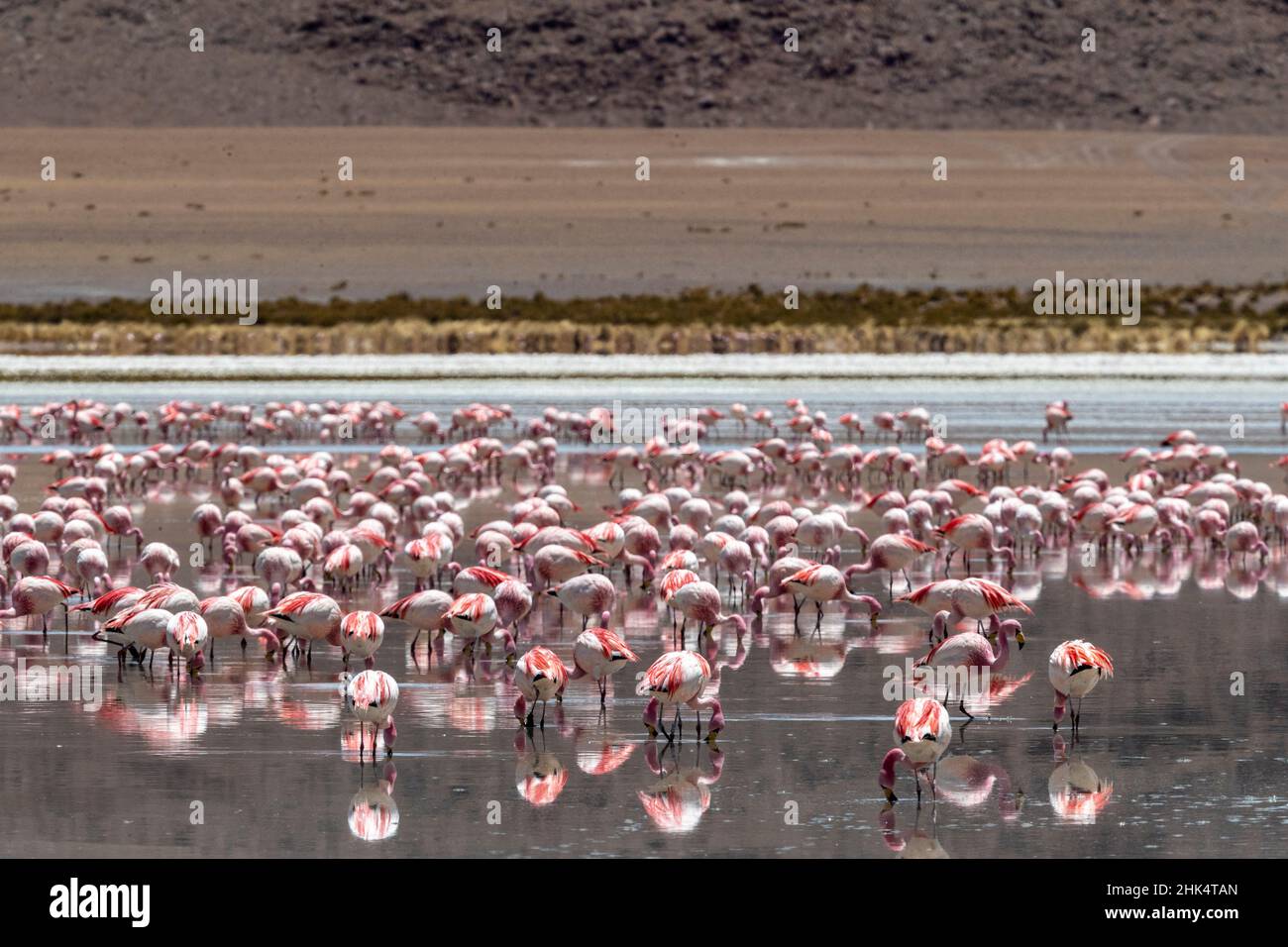 Flamingos versammelten sich in den Hunderten zu füttern, Eduardo Avaroa Andenfauna National Reserve, Bolivien, Südamerika Stockfoto
