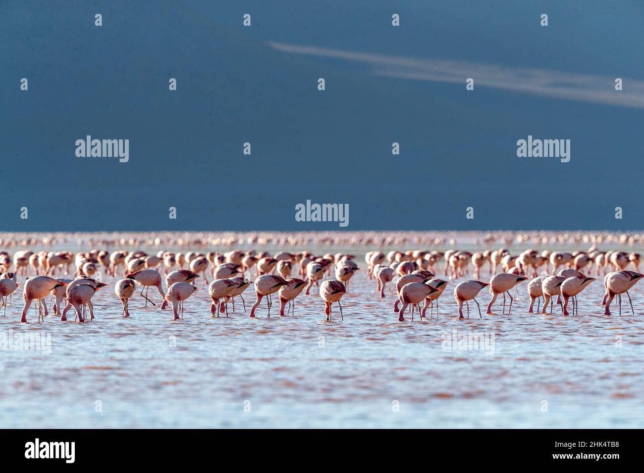 Flamingos versammelten sich in den Hunderten zu füttern, Eduardo Avaroa Andenfauna National Reserve, Bolivien, Südamerika Stockfoto