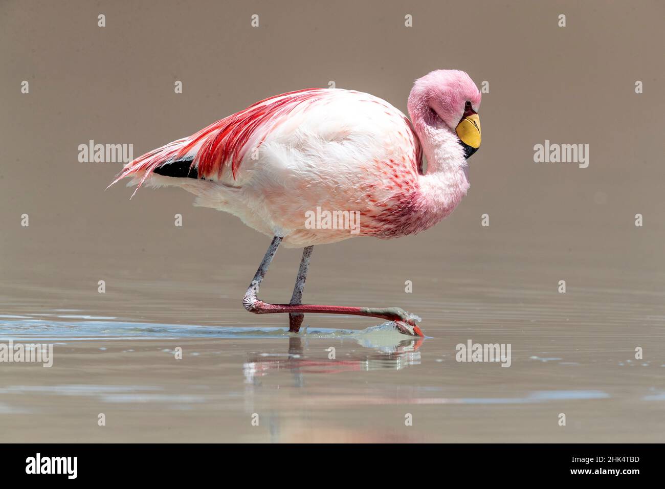 Seltene James's Flamingo (Phoenicoparrus jamesi), Eduardo Avaroa Andenfauna National Reserve, Bolivien, Südamerika Stockfoto