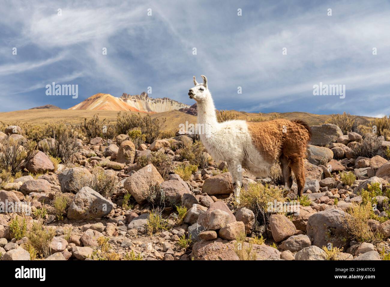 Lamas (Lama glama), füttert in der Nähe von Coqueza, einer kleinen Stadt in der Nähe des Vulkans Thunupa, Salar de Uyuni, Bolivien, Südamerika Stockfoto