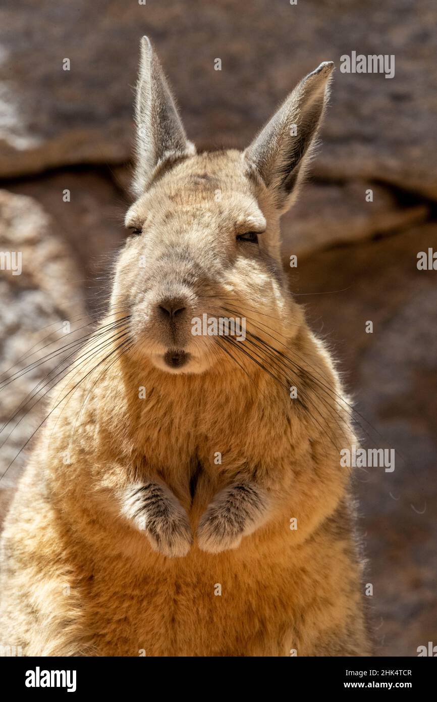 Südlicher Viscacha (Lagidium viscacia), ein Kaninchen-ähnliches Nagetier, das in bergigen Habitaten, Salar de Uyuni, Bolivien, Südamerika, gefunden wird Stockfoto