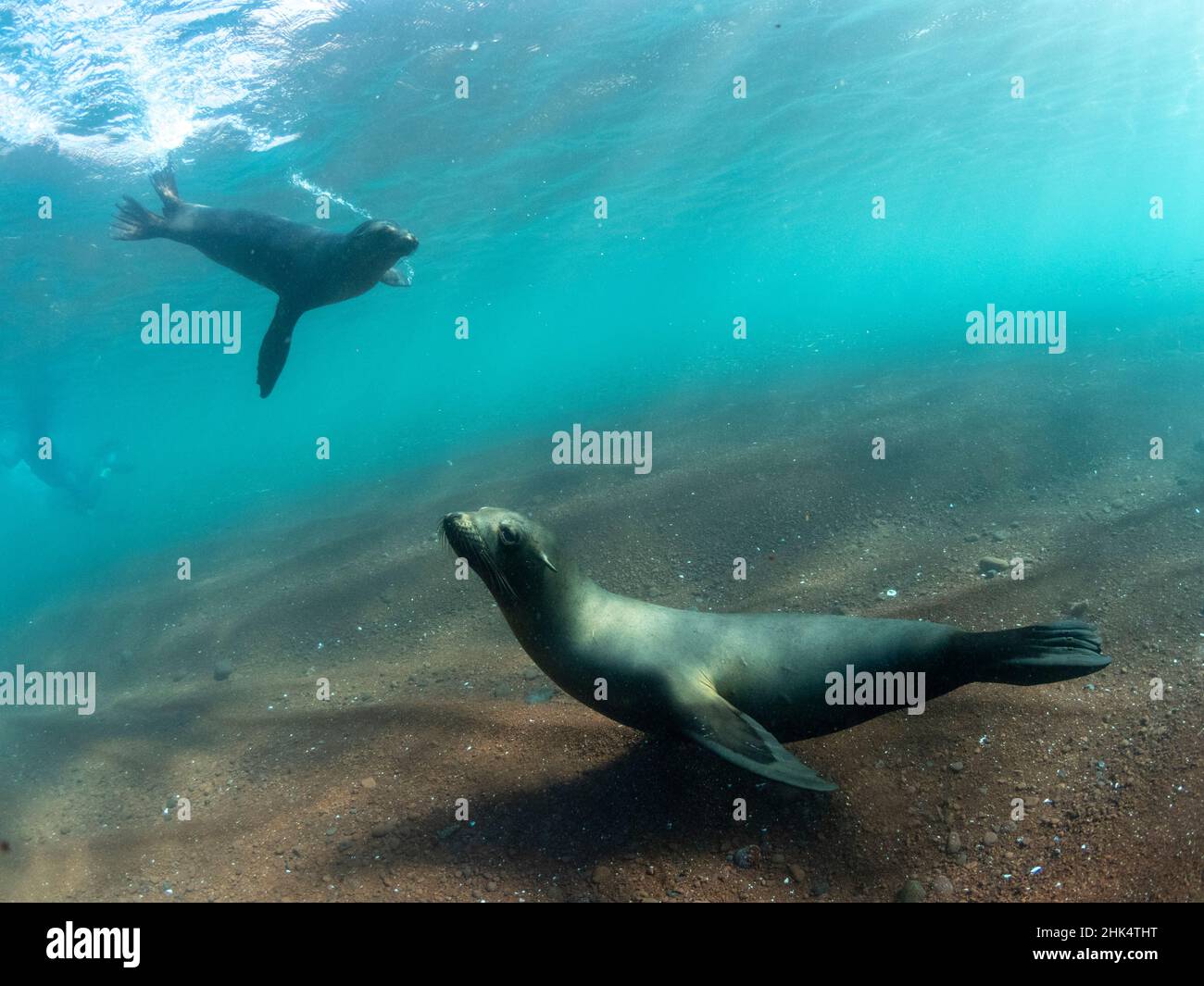 Ausgewachsene Galapagos-Seelöwen (Zalophus wollebaeki) unter Wasser auf der Insel Rabida, Galapagos, Ecuador, Südamerika Stockfoto
