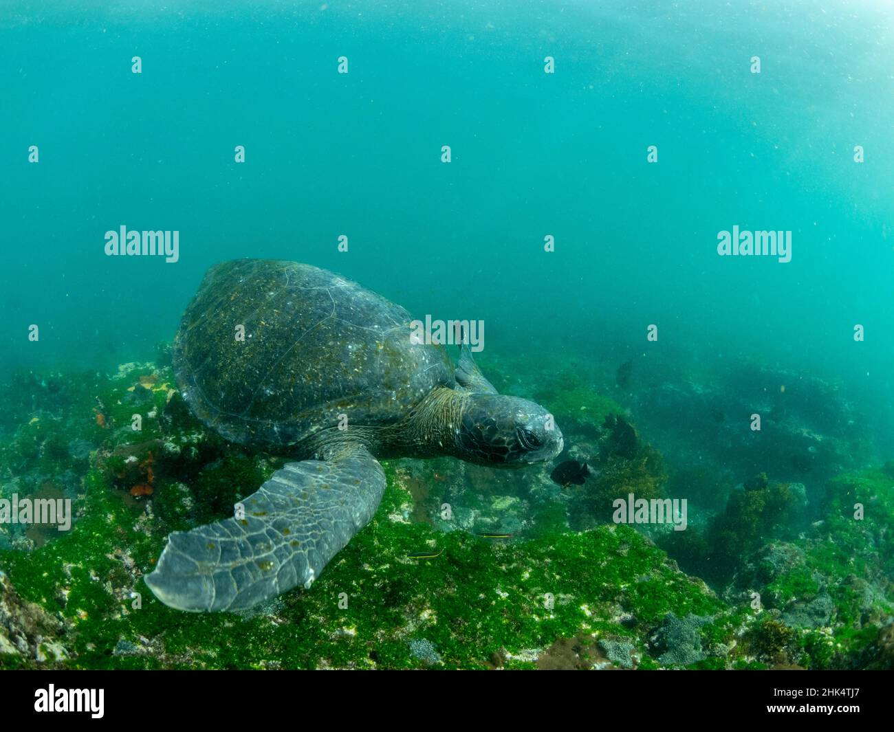 Eine ausgewachsene grüne Meeresschildkröte (Chelonia mydas), unter Wasser auf der Insel Fernandina, Galapagos, Ecuador, Südamerika Stockfoto