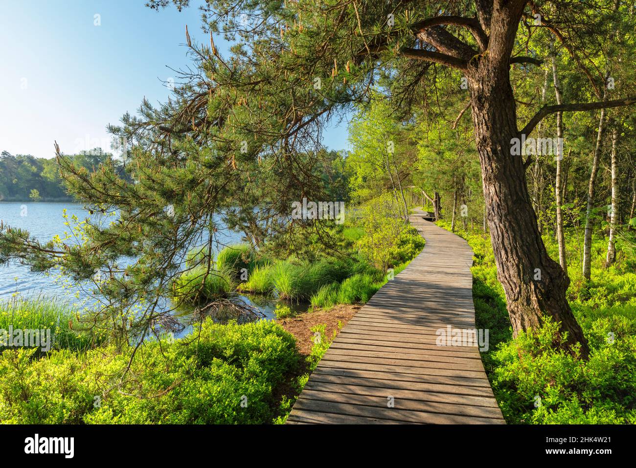 Riedsee im Hochmoor Wurzacher Ried, Bad Wurzach, Oberschwaben, Baden-Württemberg, Deutschland, Europa Stockfoto