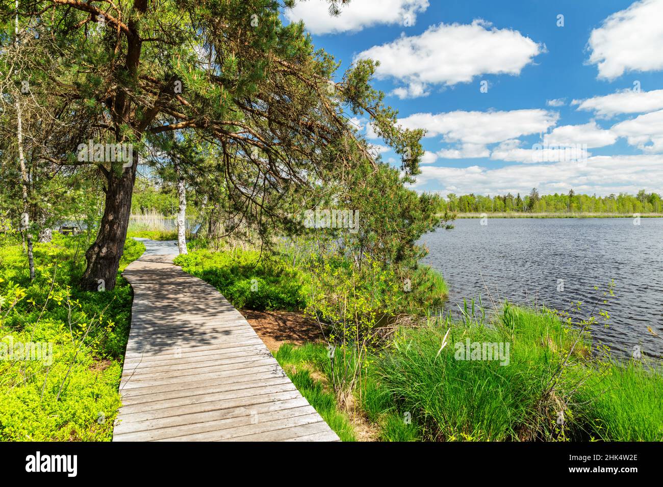 Riedsee im Hochmoor Wurzacher Ried, Bad Wurzach, Oberschwaben, Baden-Württemberg, Deutschland, Europa Stockfoto