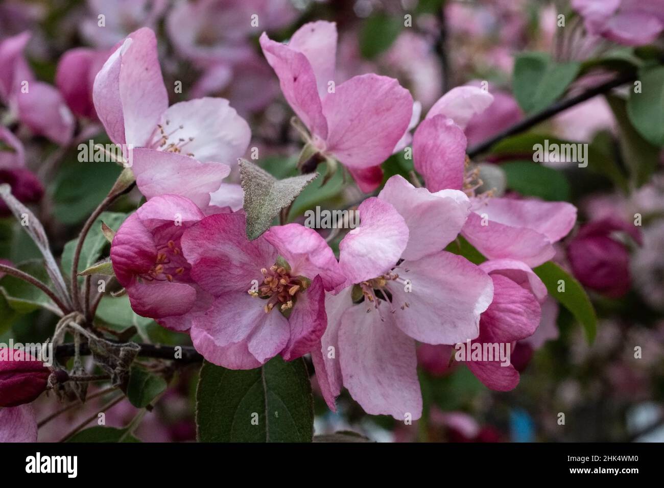 Hübsche rosafarbene Krebserkröte blüht auf einem Zweig eines Baumes, der im Frühling blüht. Stockfoto