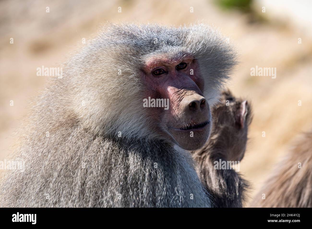 Pavian, Abha, Königreich Saudi-Arabien, Naher Osten Stockfoto