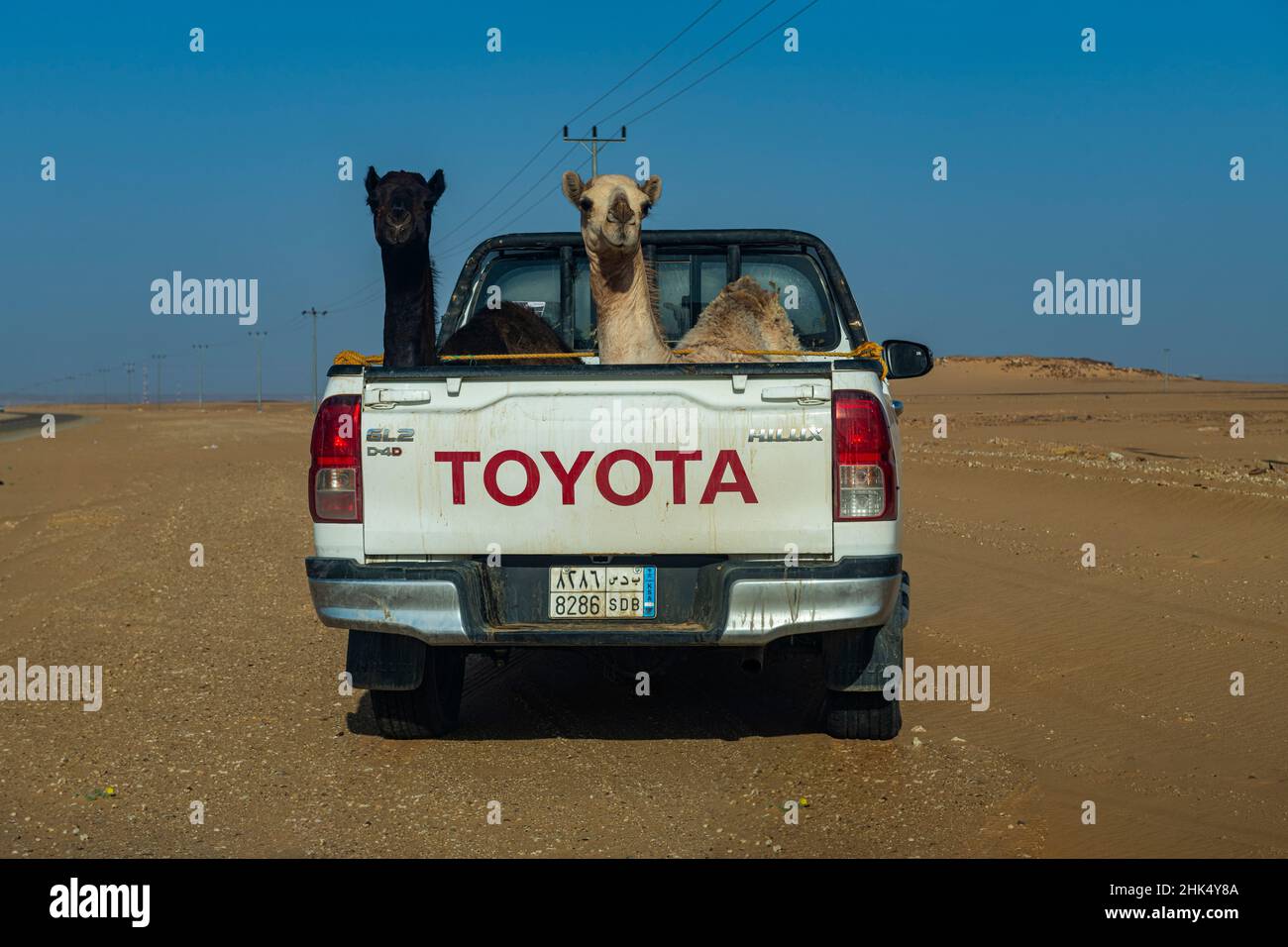 Kamele in einem Pick-up-Truck, Bir Al Hima, Königreich Saudi-Arabien, Naher Osten Stockfoto