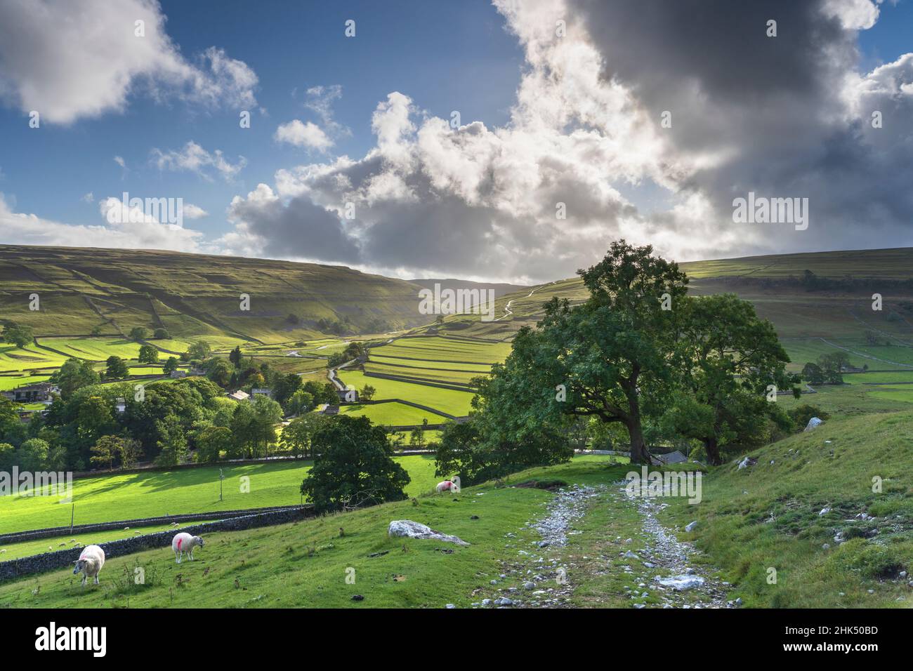 Schafe weiden und entfernte Trockenmauern um Arncliffe Village in Littondale, dem Yorkshire Dales National Park, Yorkshire, England Stockfoto