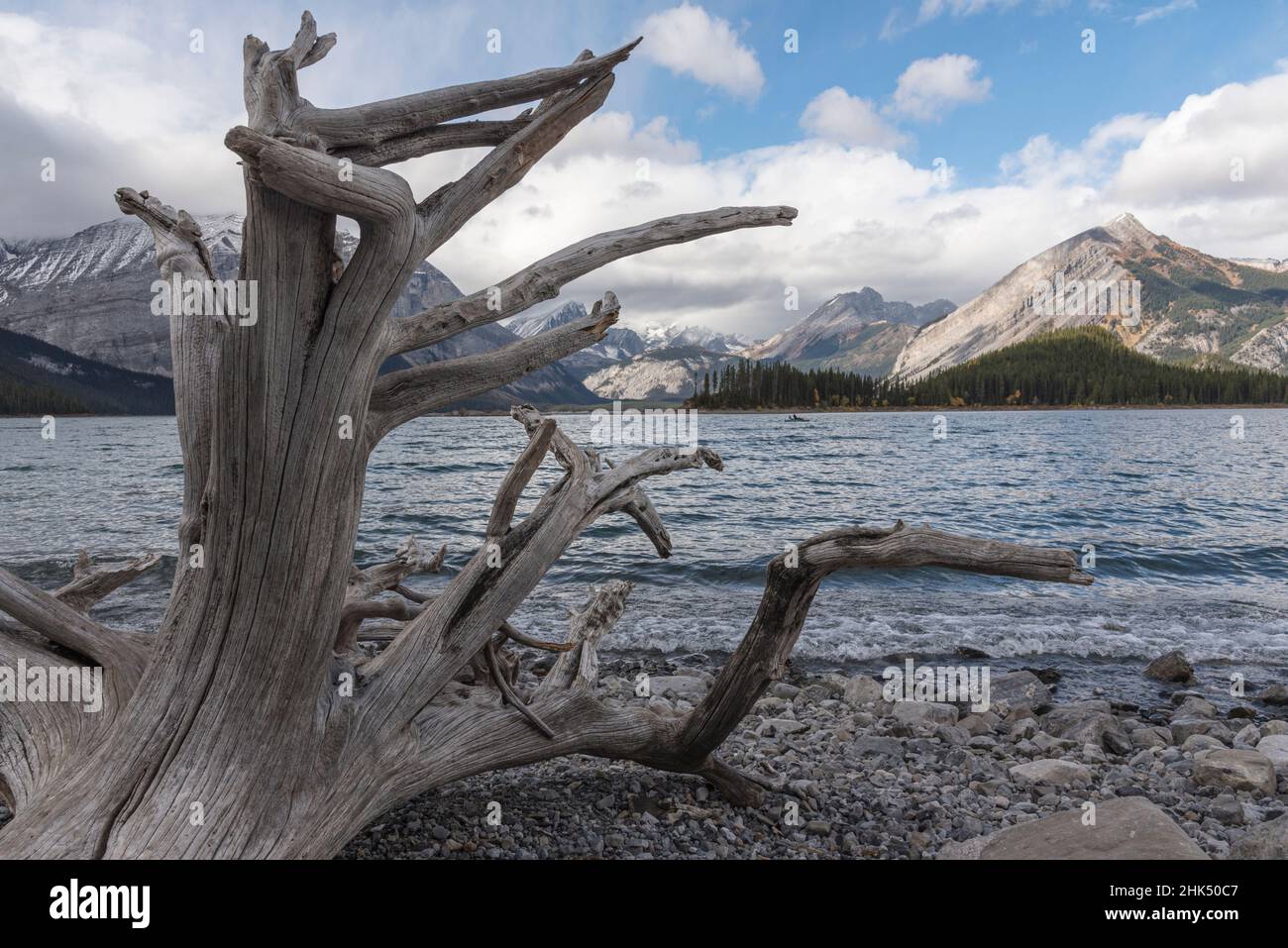 Driftwood an einem felsigen Strand, Upper Kananaskis Lake, Alberta, Kanada, Nordamerika Stockfoto