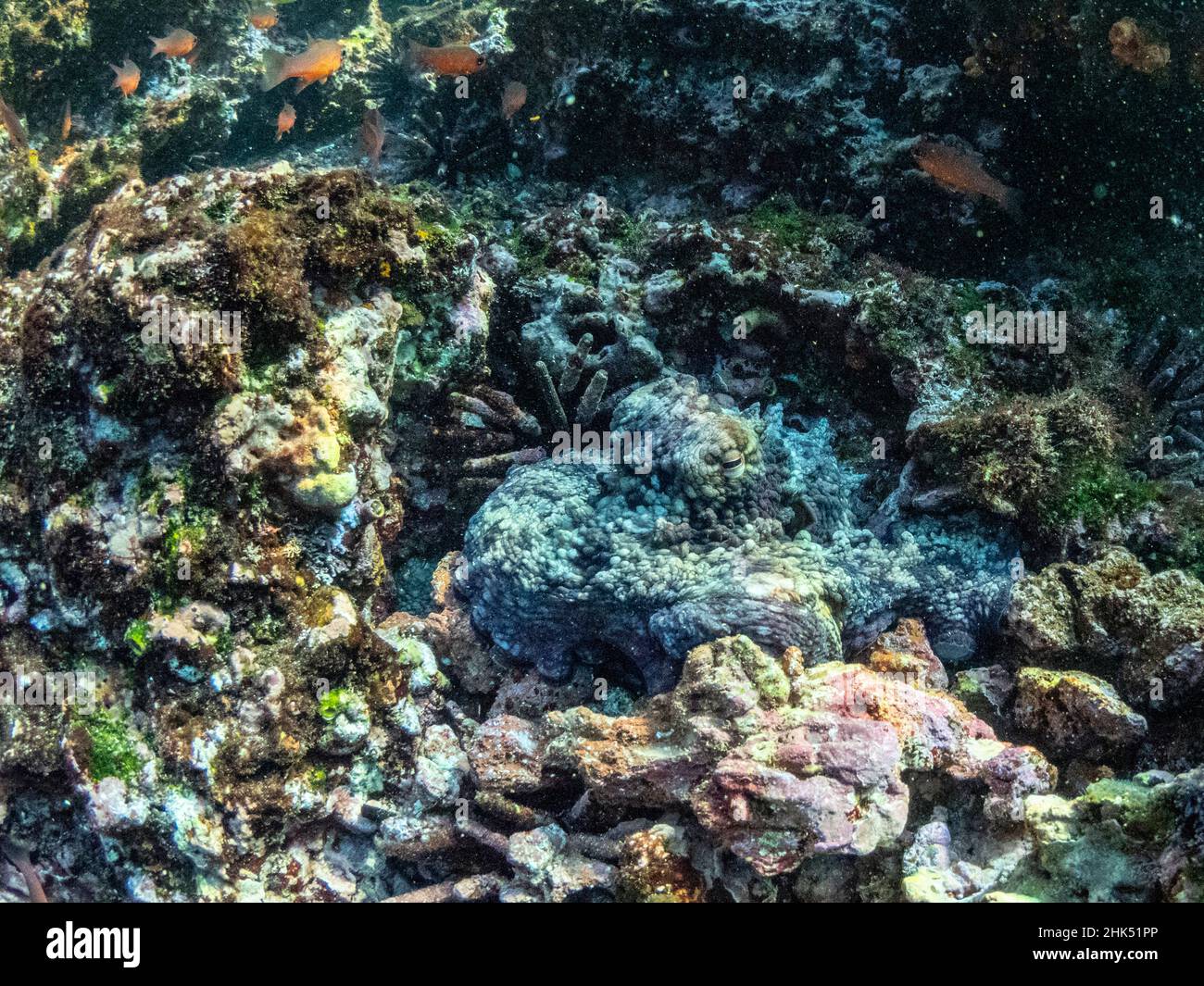 Ein ausgewachsener Tintenfisch (Octopus oculifer), unter Wasser auf der North Seymour Island, Galapagos, Ecuador, Südamerika Stockfoto