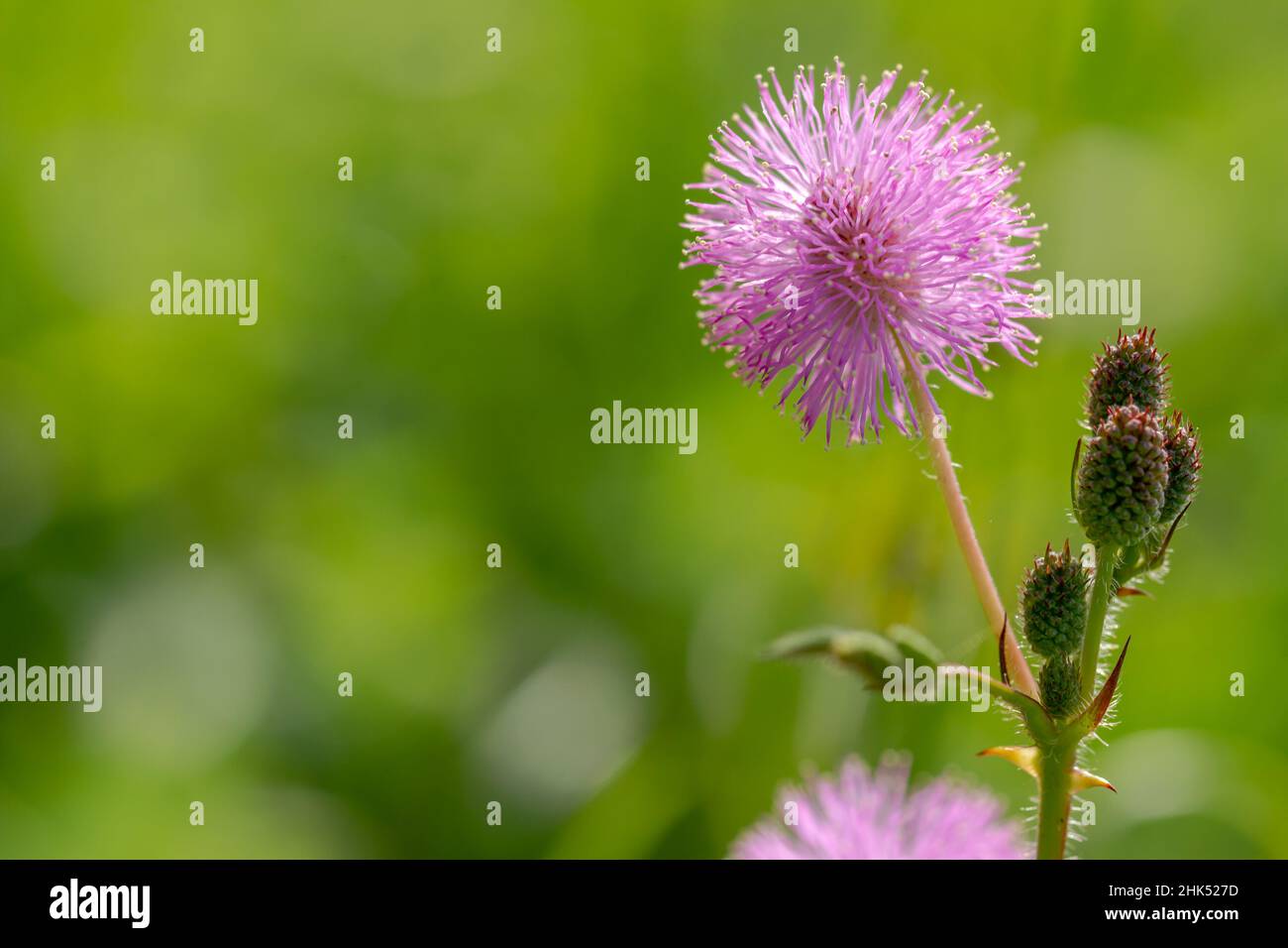 Die rosa Blüten von Shameplant sind kugelförmig mit gelben faserigen Spitzen, der Hintergrund der Blätter und das Sonnenlicht sind verschwommen Stockfoto