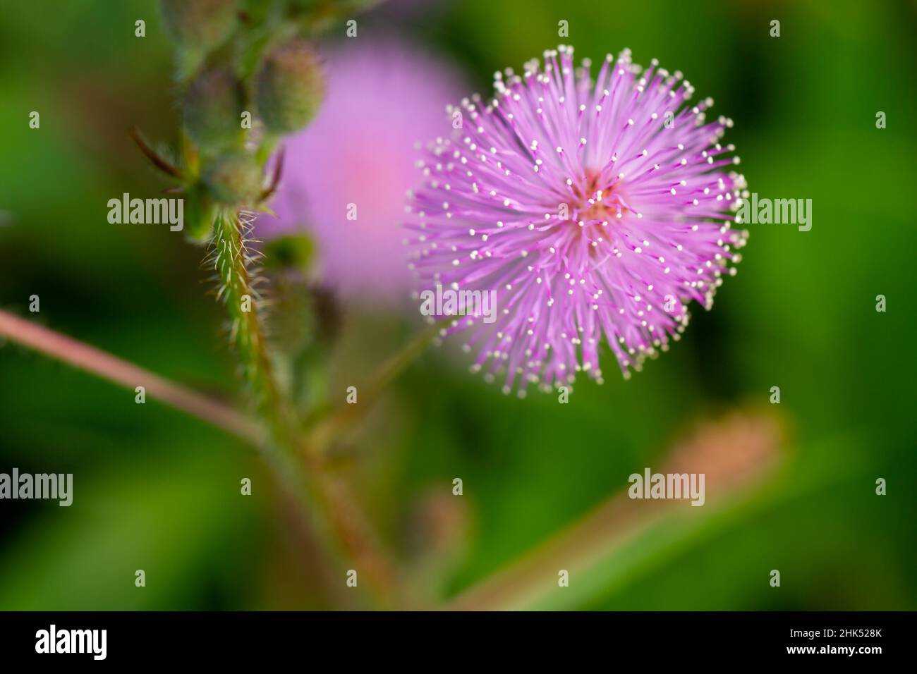 Die rosa Blüten von Shameplant sind kugelförmig mit gelben faserigen Spitzen, der Hintergrund der Blätter und das Sonnenlicht sind verschwommen Stockfoto
