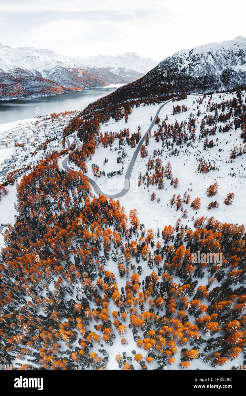 Leere Straße durch bunte Herbstwälder auf schneebedeckten Bergen über dem Silvaplana-See, Engadin, Graubünden, Schweiz, Europa Stockfoto