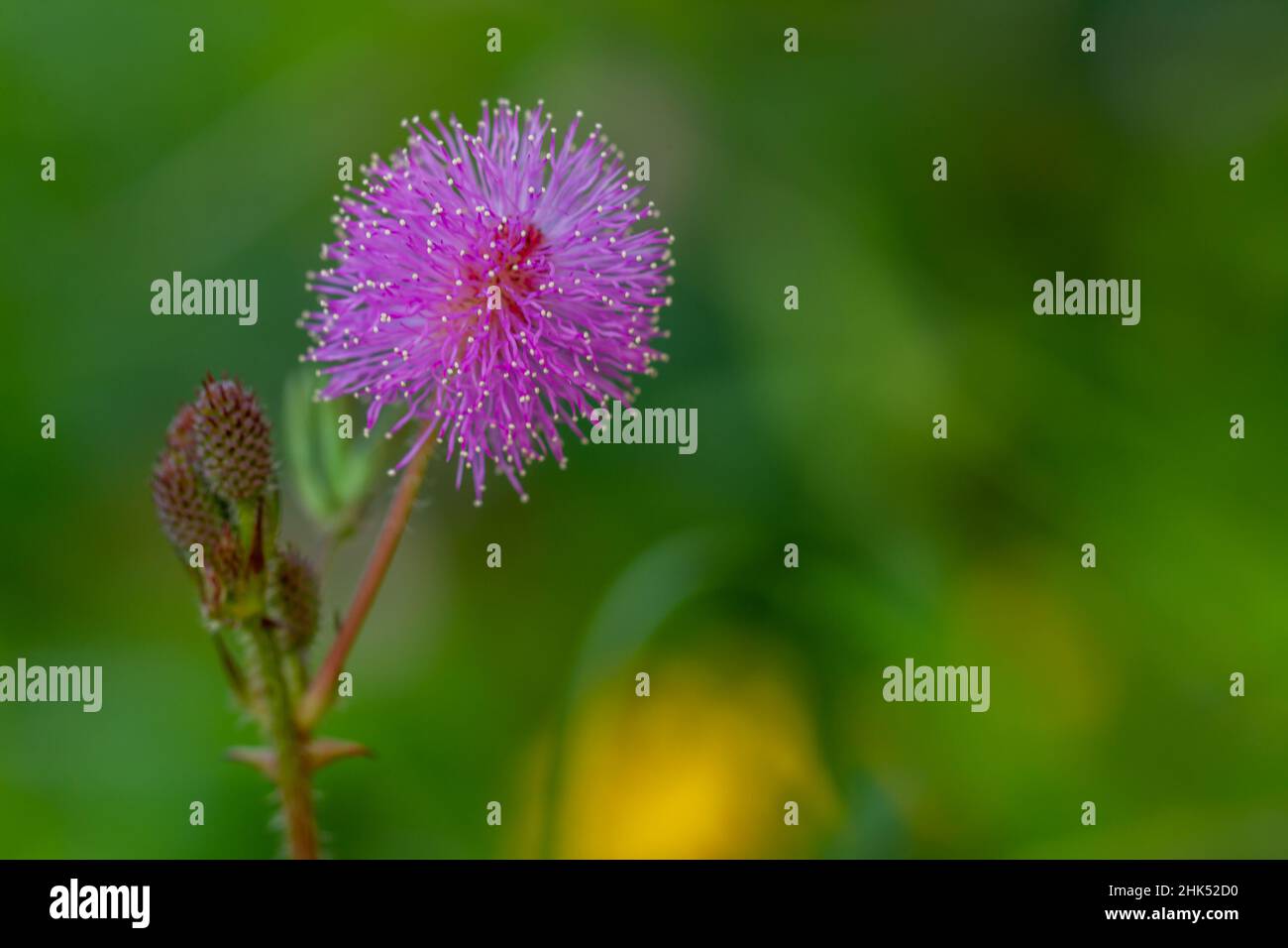 Die rosa Blüten von Shameplant sind kugelförmig mit gelben faserigen Spitzen, der Hintergrund der Blätter und das Sonnenlicht sind verschwommen Stockfoto