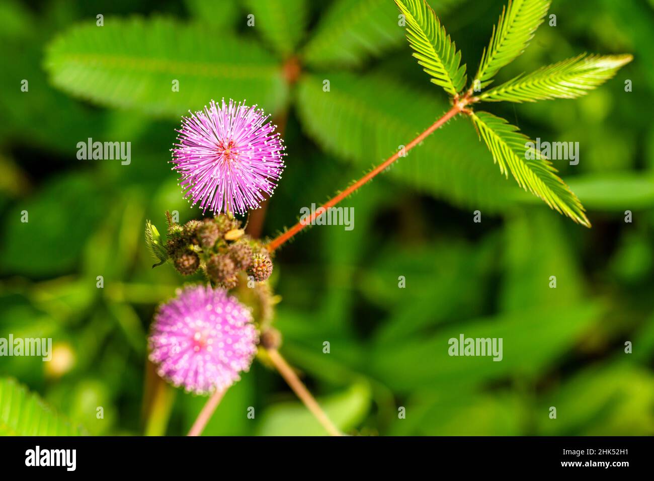 Die rosa Blüten von Shameplant sind kugelförmig mit gelben faserigen Spitzen, der Hintergrund der Blätter und das Sonnenlicht sind verschwommen Stockfoto