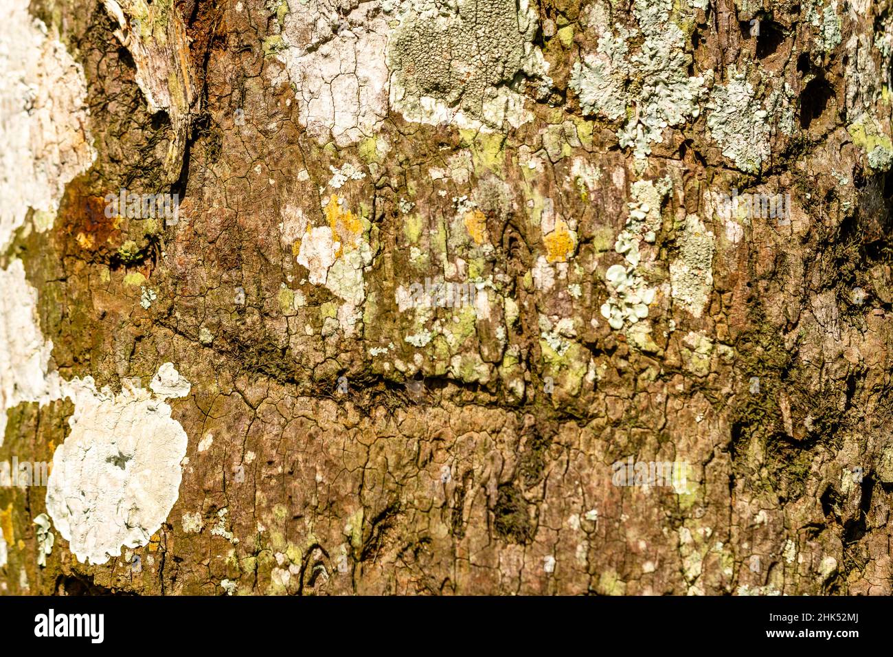 Braune Rinde mit weißem Pilz bedeckt, für Natur-Themen Hintergrund verwendet Stockfoto