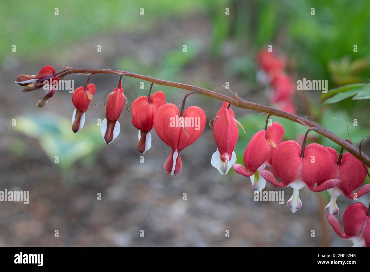 Blutende Herzen, die im Frühjahr im Garten aufgenommen wurden. Stockfoto