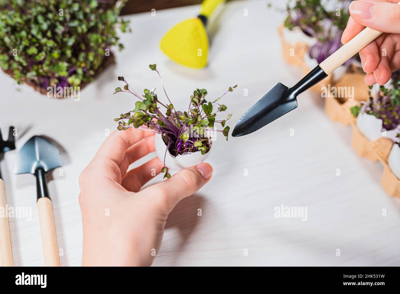 Die Hand der Frau hält Eierschale mit darin gepflanzten Mikrogrüns und Gartenschaufel, Konzept der wachsenden Setzlinge oder Mikrogrüns in organischen Behälter. Stockfoto