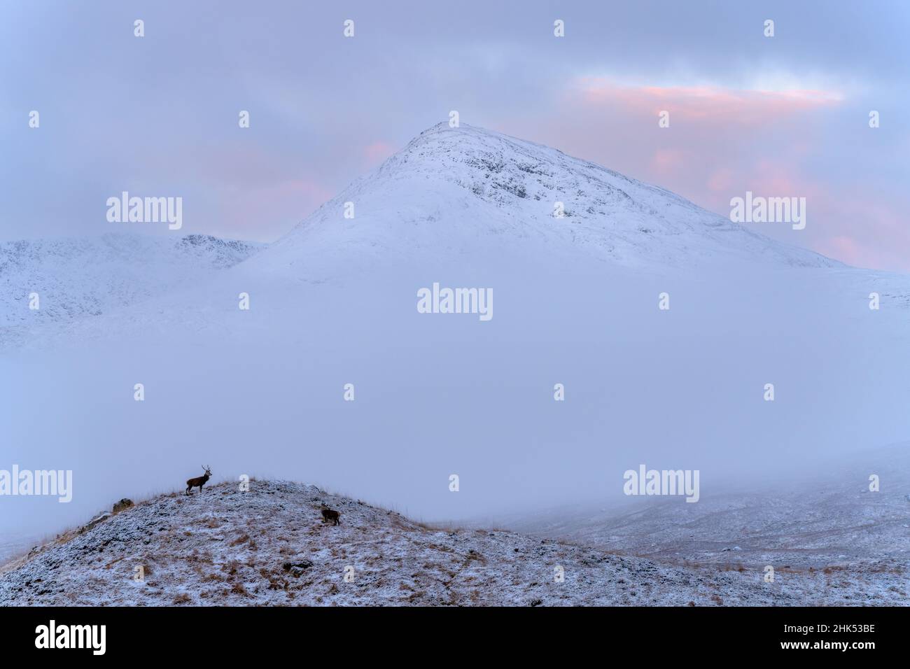 Rotwild in einem schneebedeckten Glencoe Valley, schottischen Highlands, Schottland, Großbritannien, Europa Stockfoto