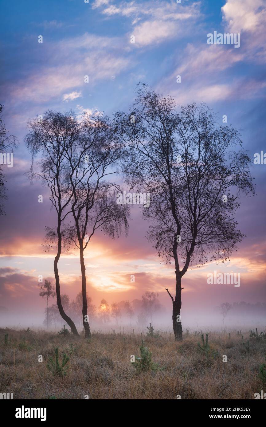 Neblig kühler Herbsturlaub im Strensall Common Nature Reserve in der Nähe von York, North Yorkshire, England, Großbritannien, Europa Stockfoto