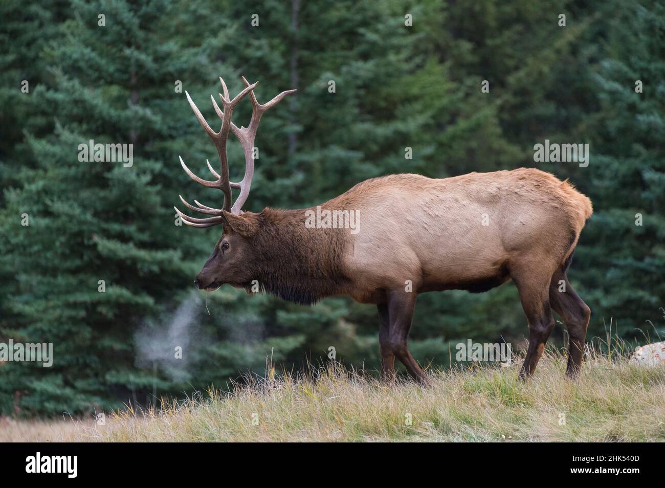 Wild Elk (Wapiti) (Cervus canadensis) während der Herbstwüstung, Jasper National Park, UNESCO-Weltkulturerbe, Alberta, Kanadische Rockies, Kanada Stockfoto